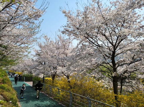 성남에 봄! 벚꽃 9경 산책길 “도심 곳곳에서 봄 만끽하세요”