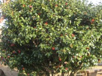  width: 100%; height : 150px